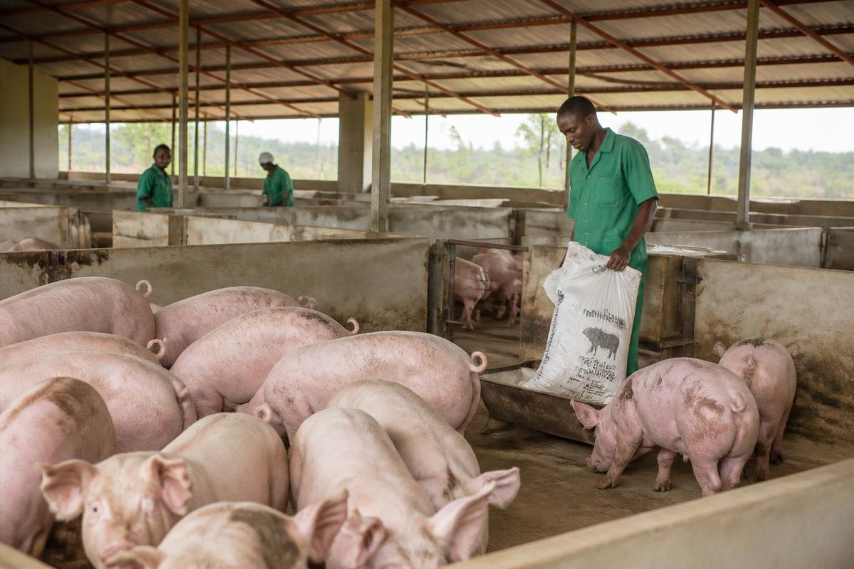 Farm workers feeding healthy pigs in a clean, open-sided commercial pig house